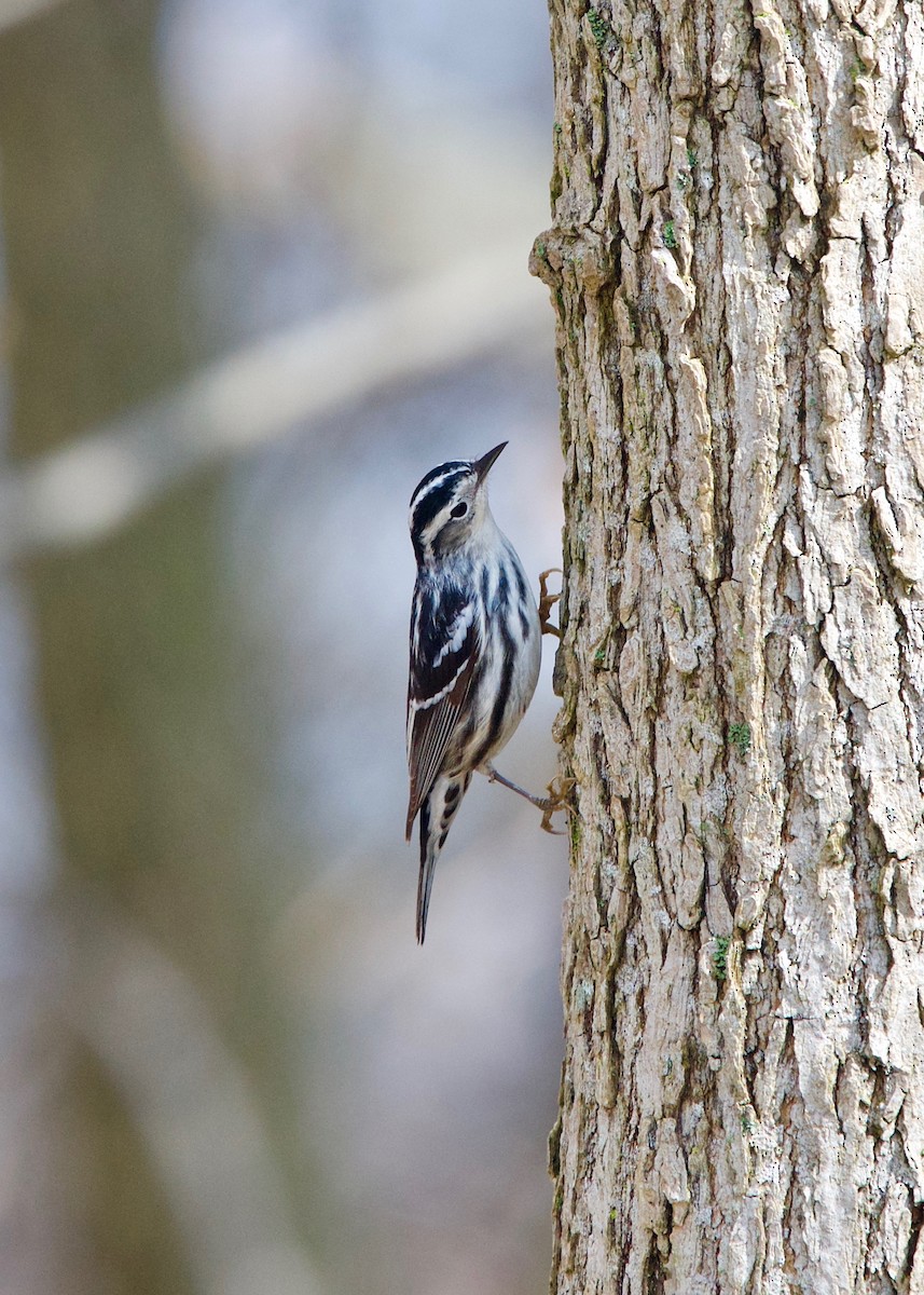 Black-and-white Warbler - ML152153271