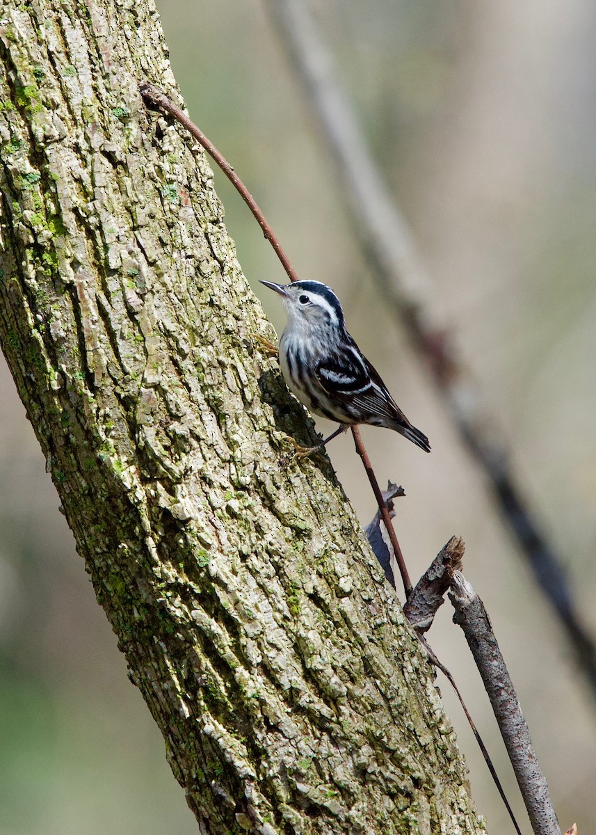 Black-and-white Warbler - ML152153281