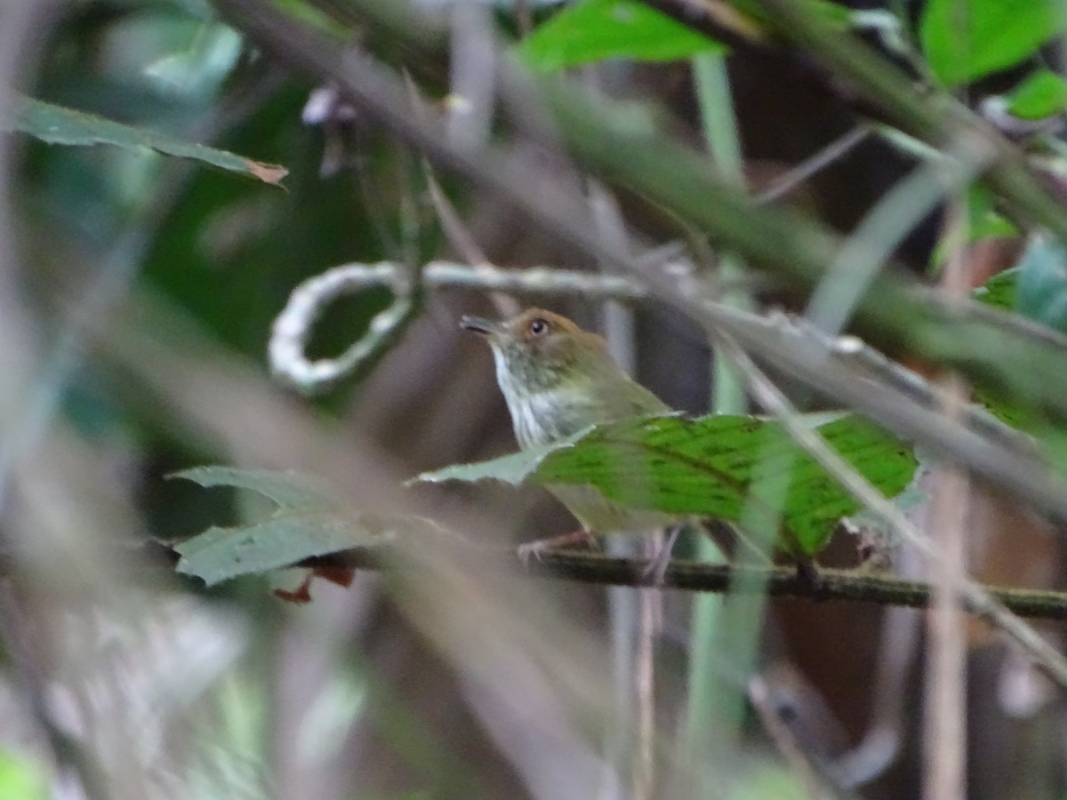 Scale-crested Pygmy-Tyrant - ML152153331