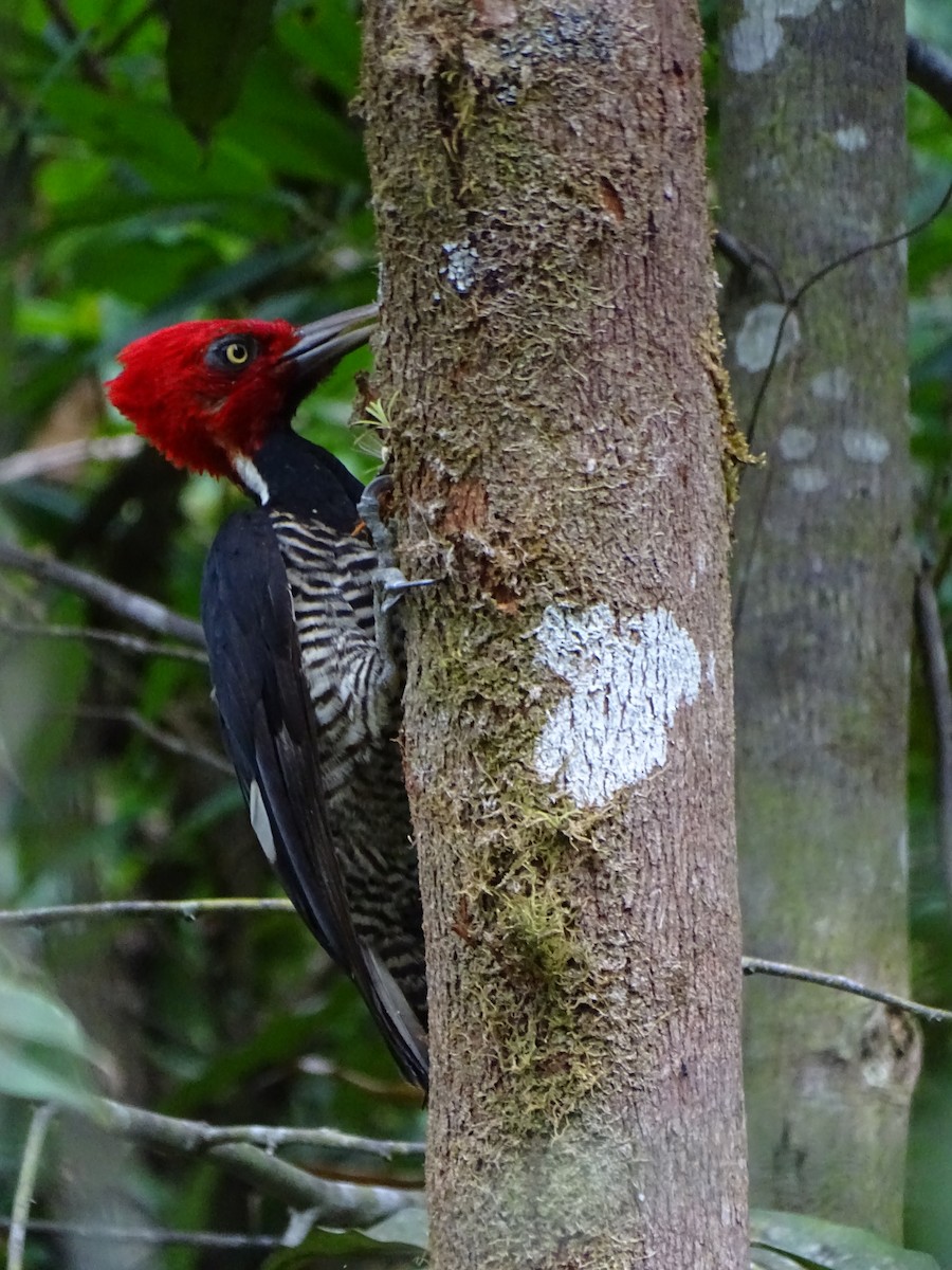 Pale-billed Woodpecker - ML152154351
