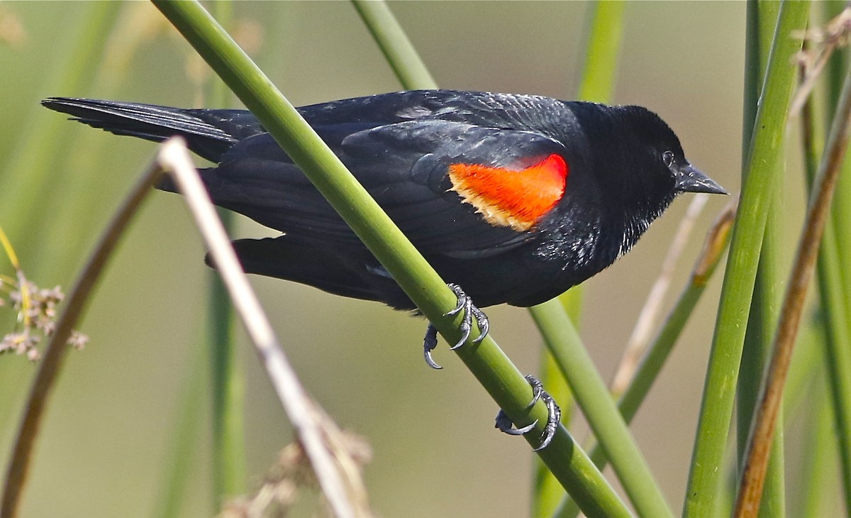 Red-winged Blackbird (Red-winged) - Don Roberson