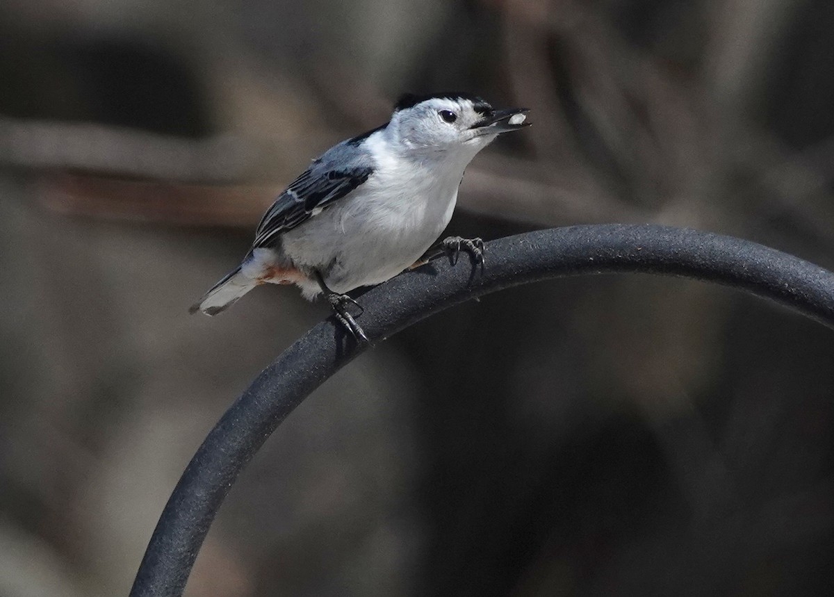 White-breasted Nuthatch - Kris Horton