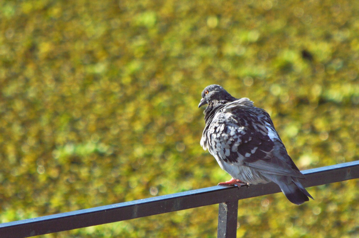 Rock Pigeon (Feral Pigeon) - silvia sokolovsky