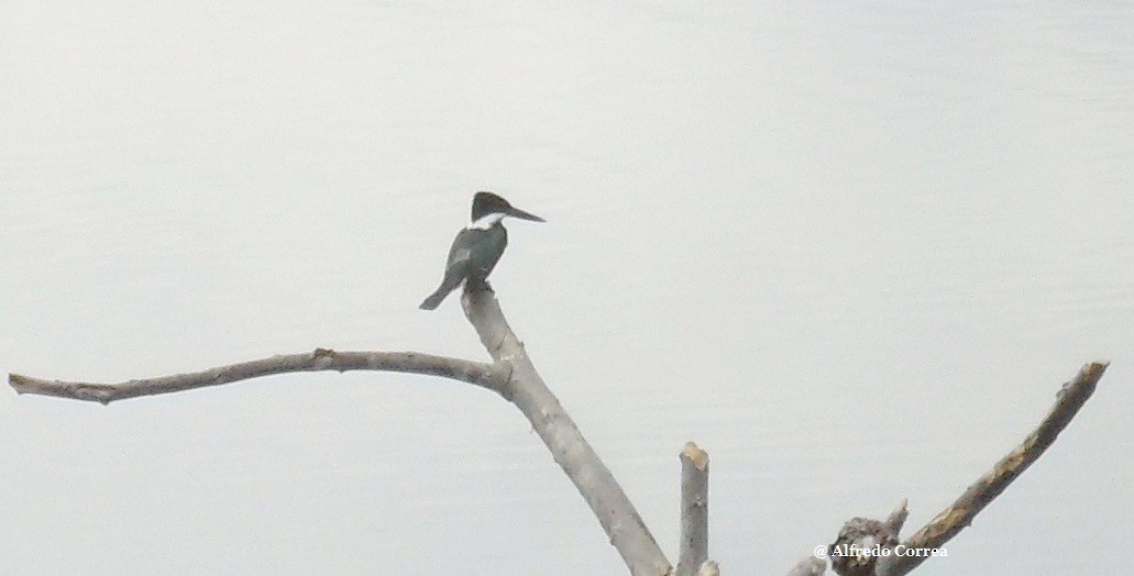 Green Kingfisher - Alfredo Correa