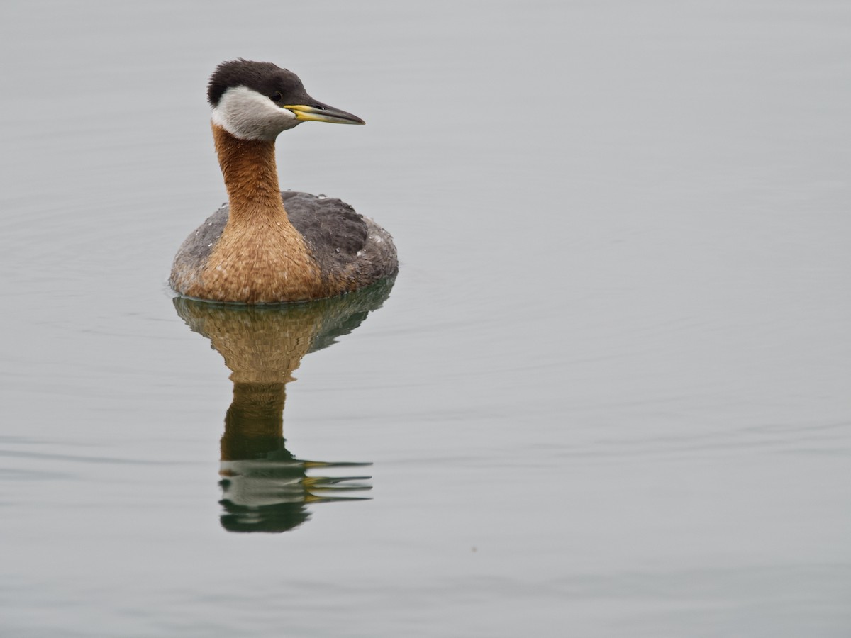 Red-necked Grebe - ML152156641