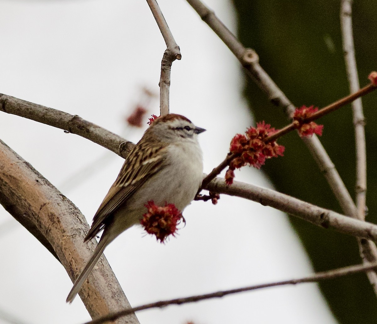 Chipping Sparrow - ML152156841