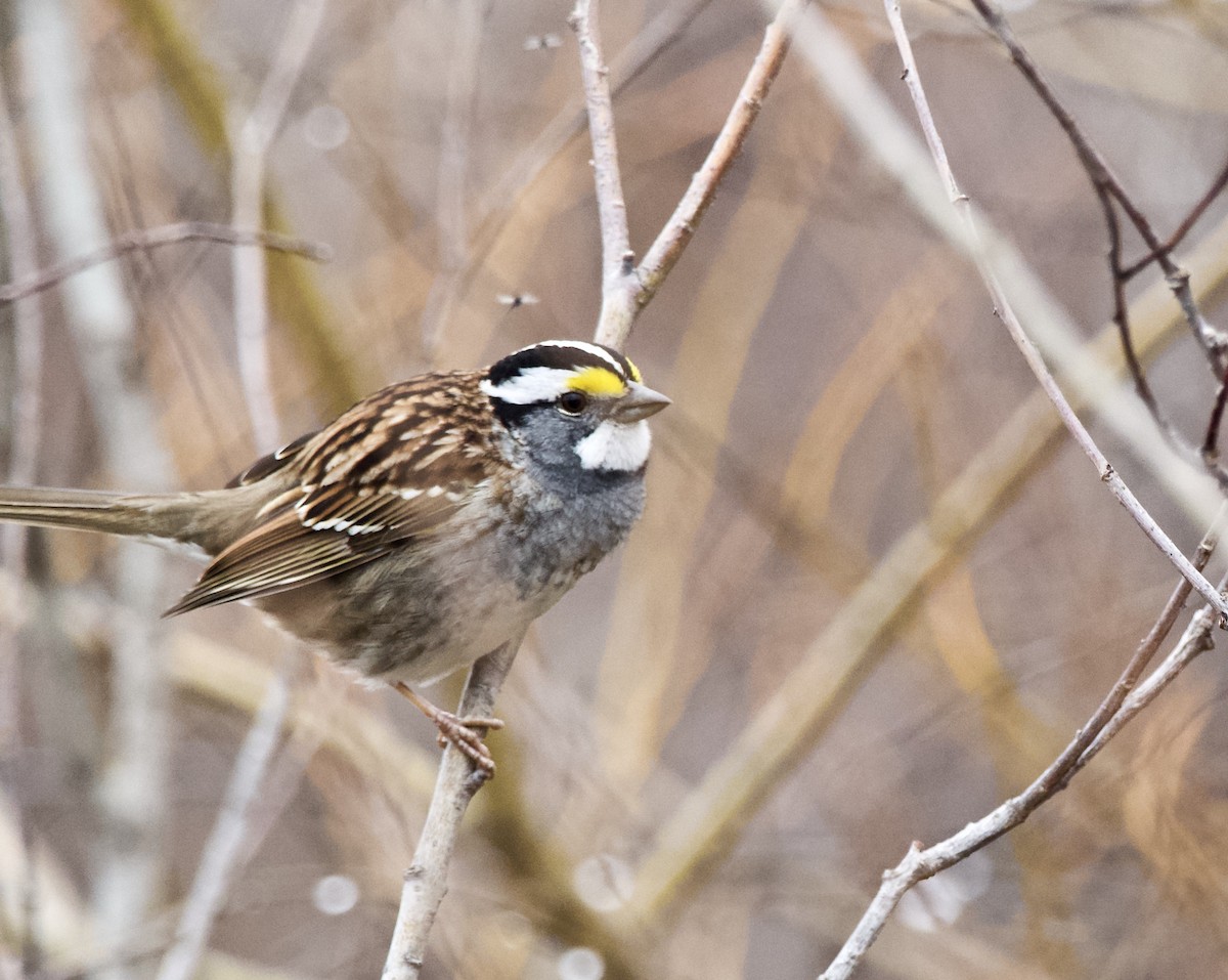 White-throated Sparrow - ML152156941