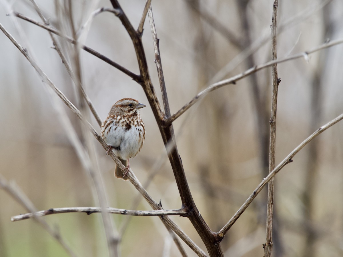 Song Sparrow - Matthew Husson