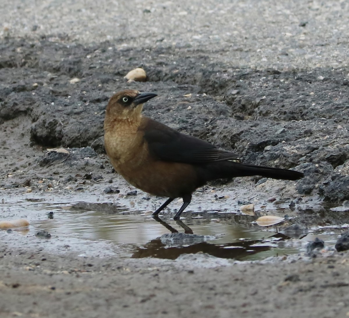 Boat-tailed Grackle - ML152157571