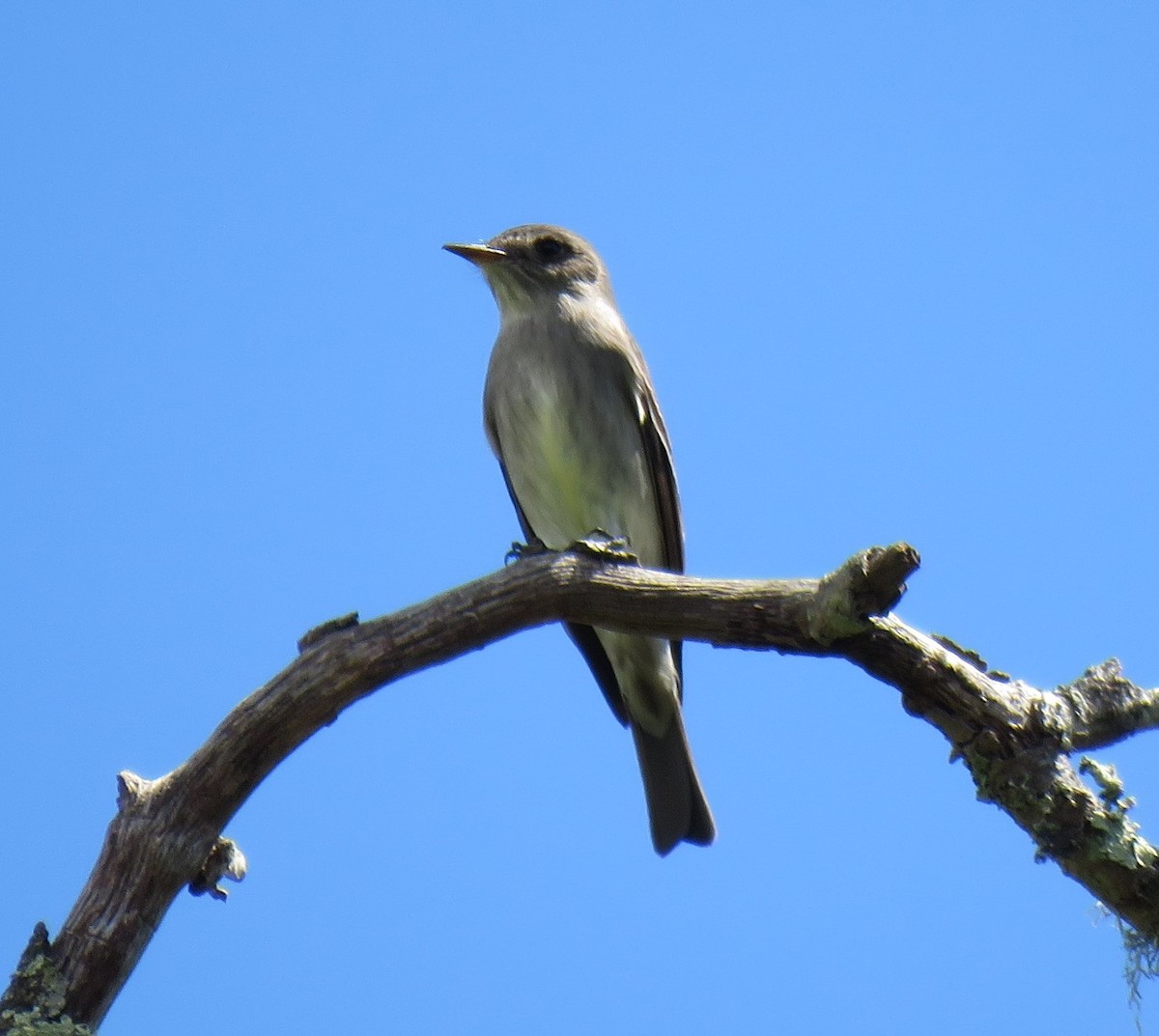 Western Wood-Pewee - Chris O'Connell