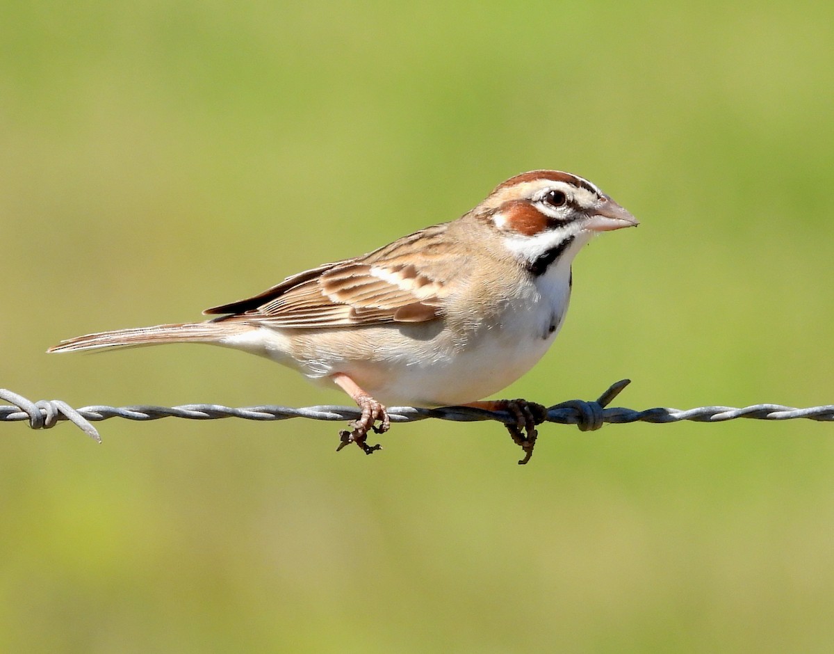 Lark Sparrow - Albert Ribes