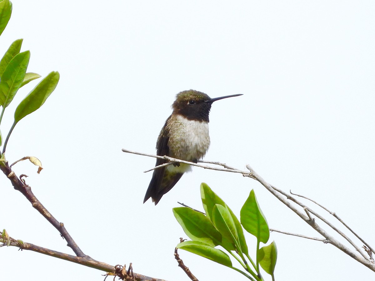 Black-chinned Hummingbird - ML152159651