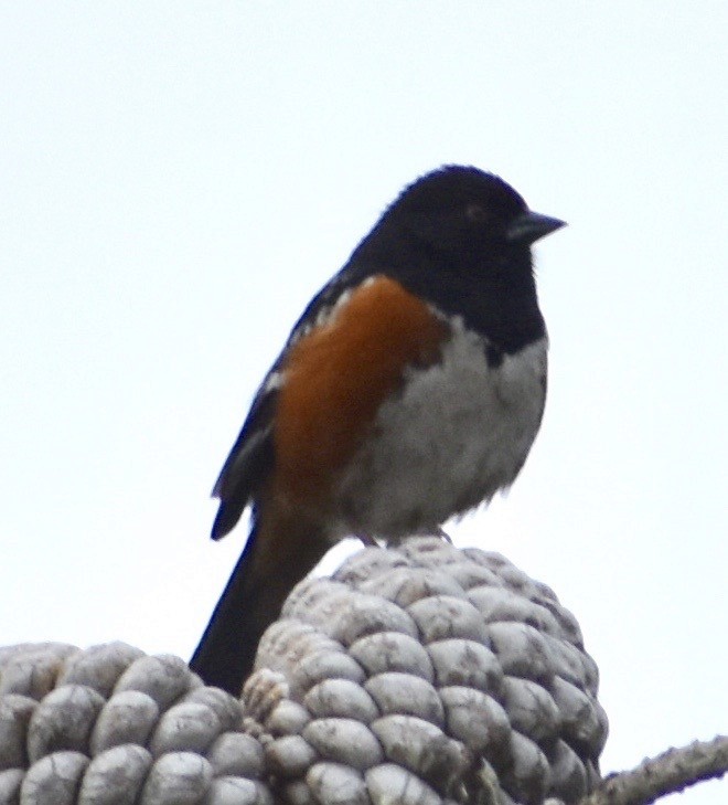 Spotted Towhee - ML152159831
