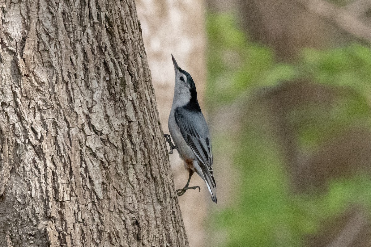 White-breasted Nuthatch - Sarah Romero