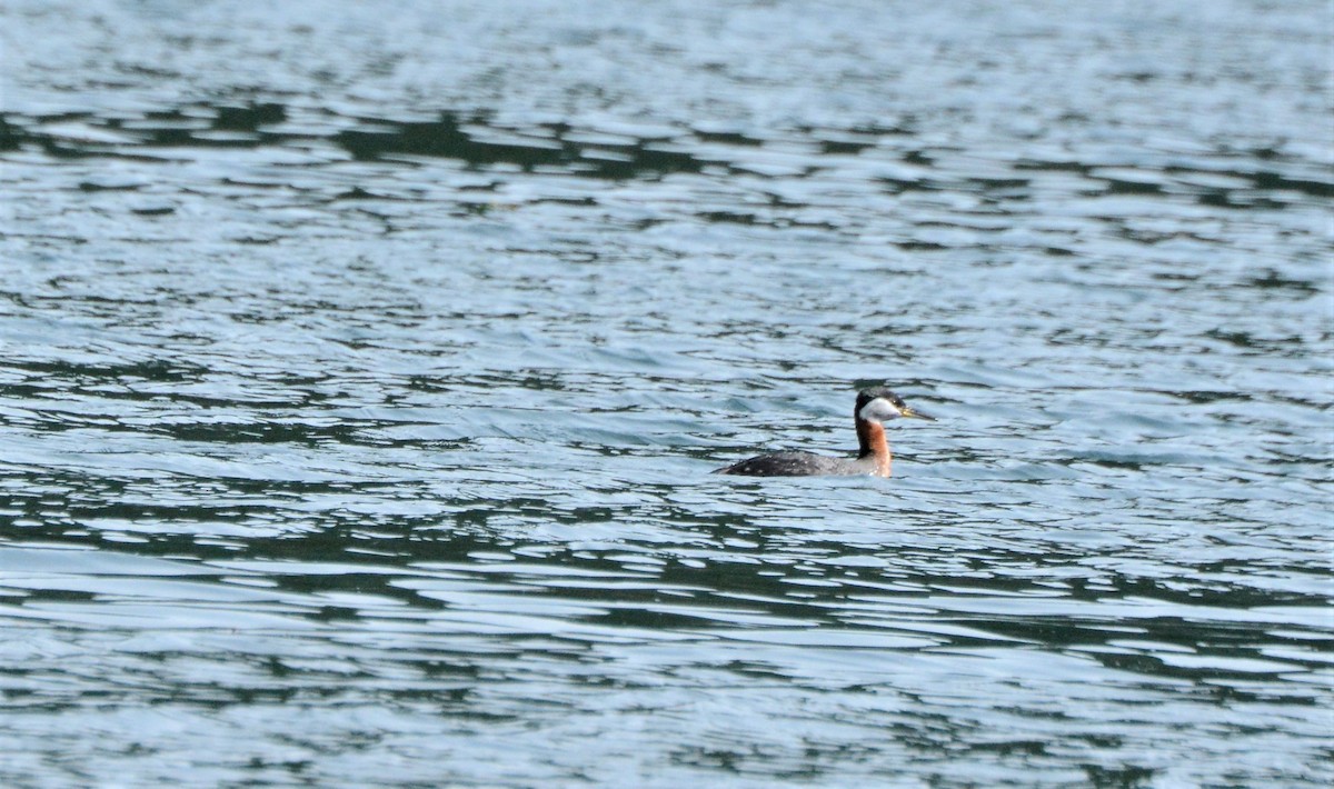 Red-necked Grebe - ML152161121
