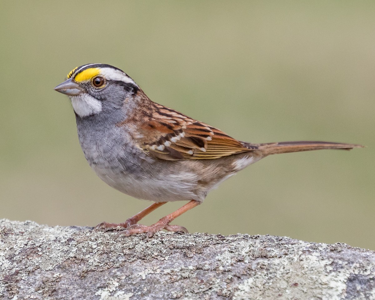 White-throated Sparrow - Michael Foster