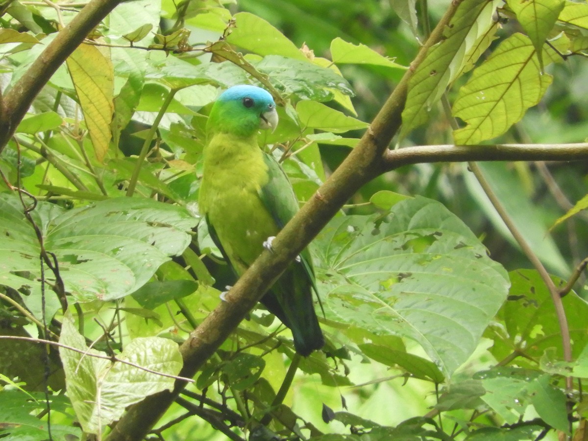 Blue-crowned Racquet-tail - Catherine McFadden