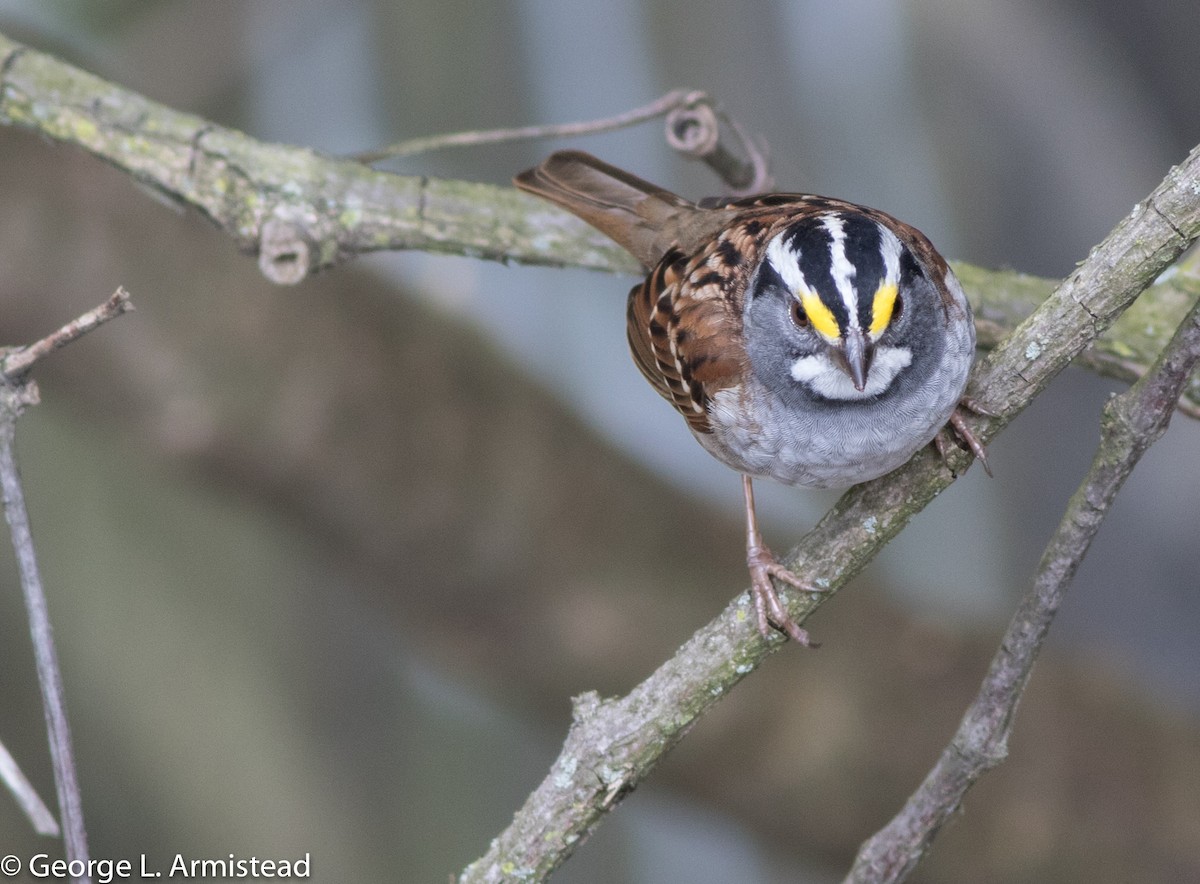 White-throated Sparrow - George Armistead | Hillstar Nature