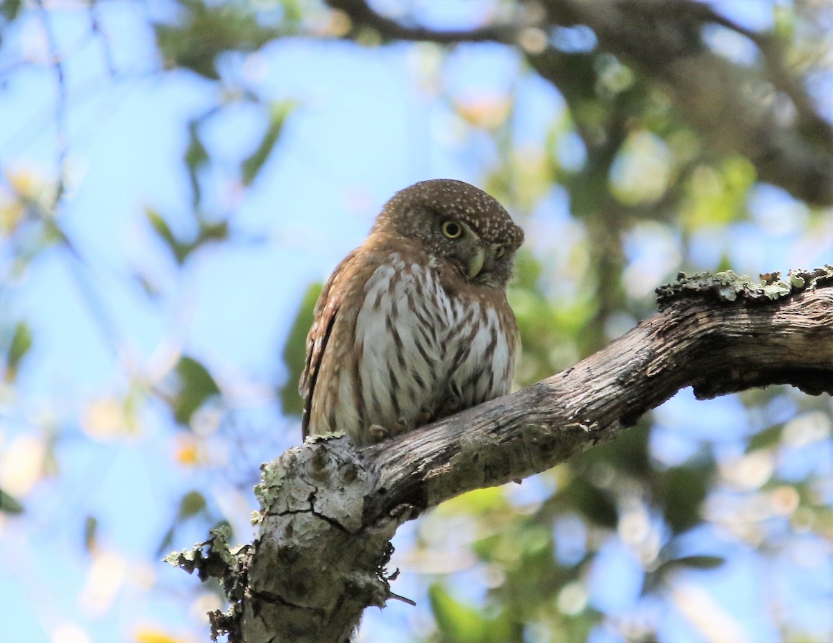 Northern Pygmy-Owl - ML152165051