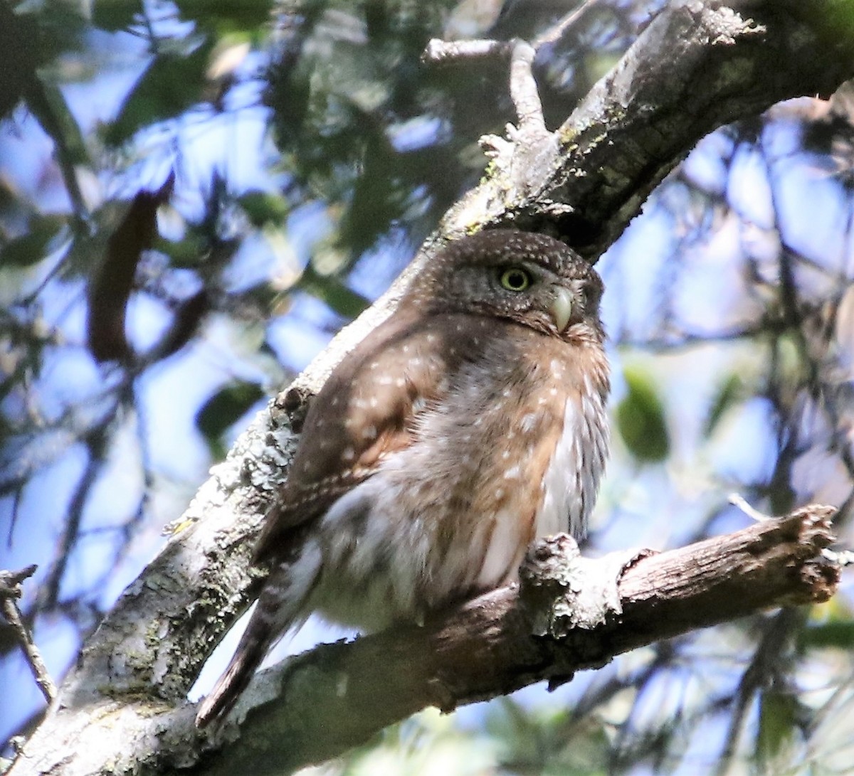 Northern Pygmy-Owl - ML152165121