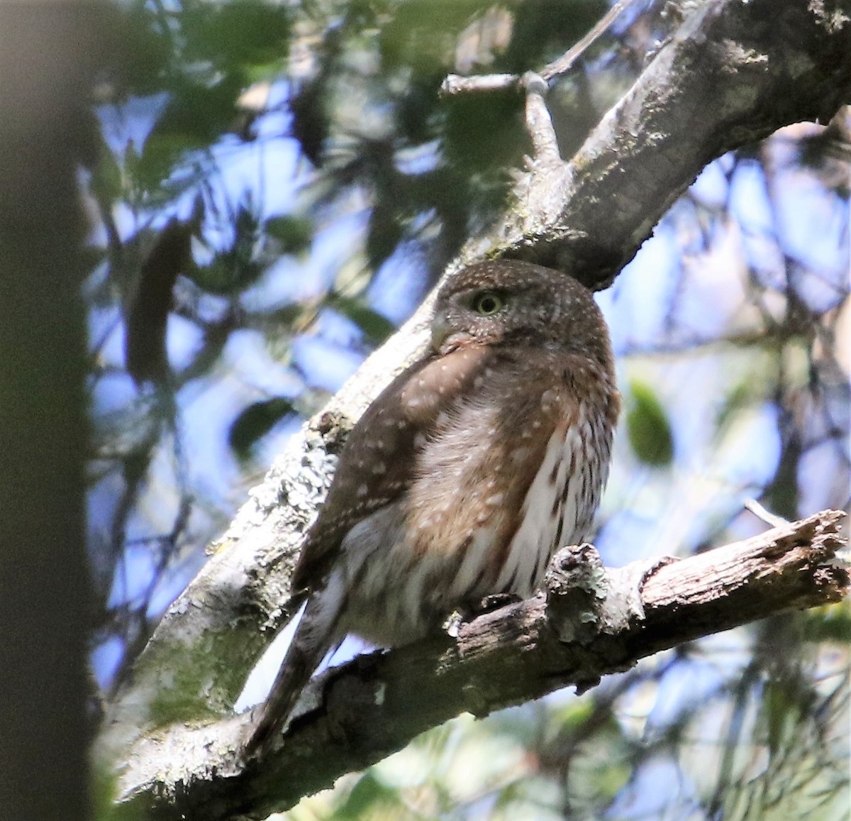 Northern Pygmy-Owl - ML152165141