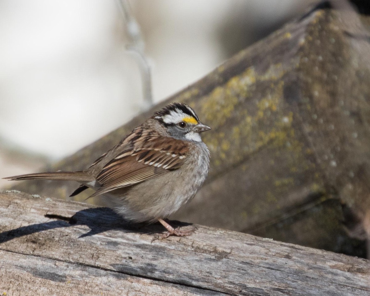 White-throated Sparrow - Jan Albers