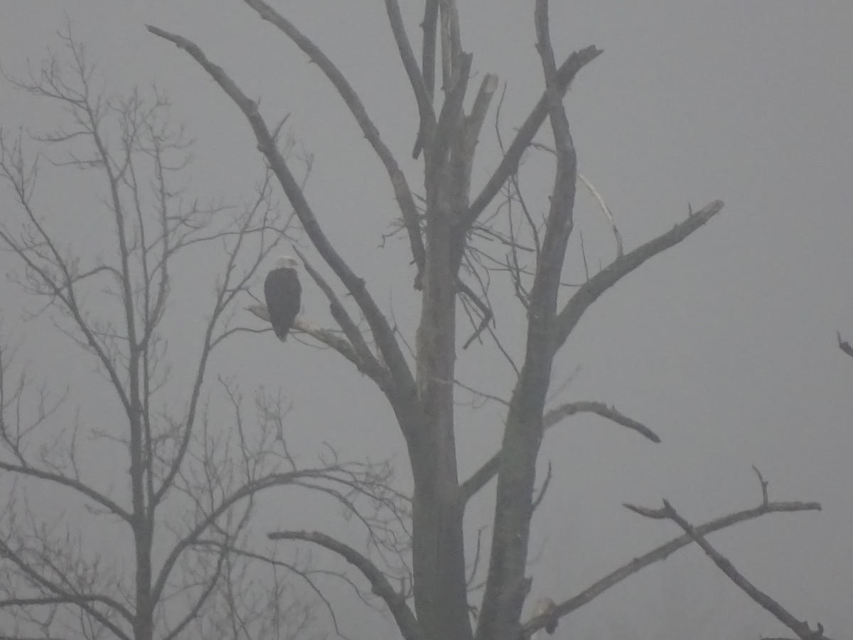 Bald Eagle - Heather Rutherford