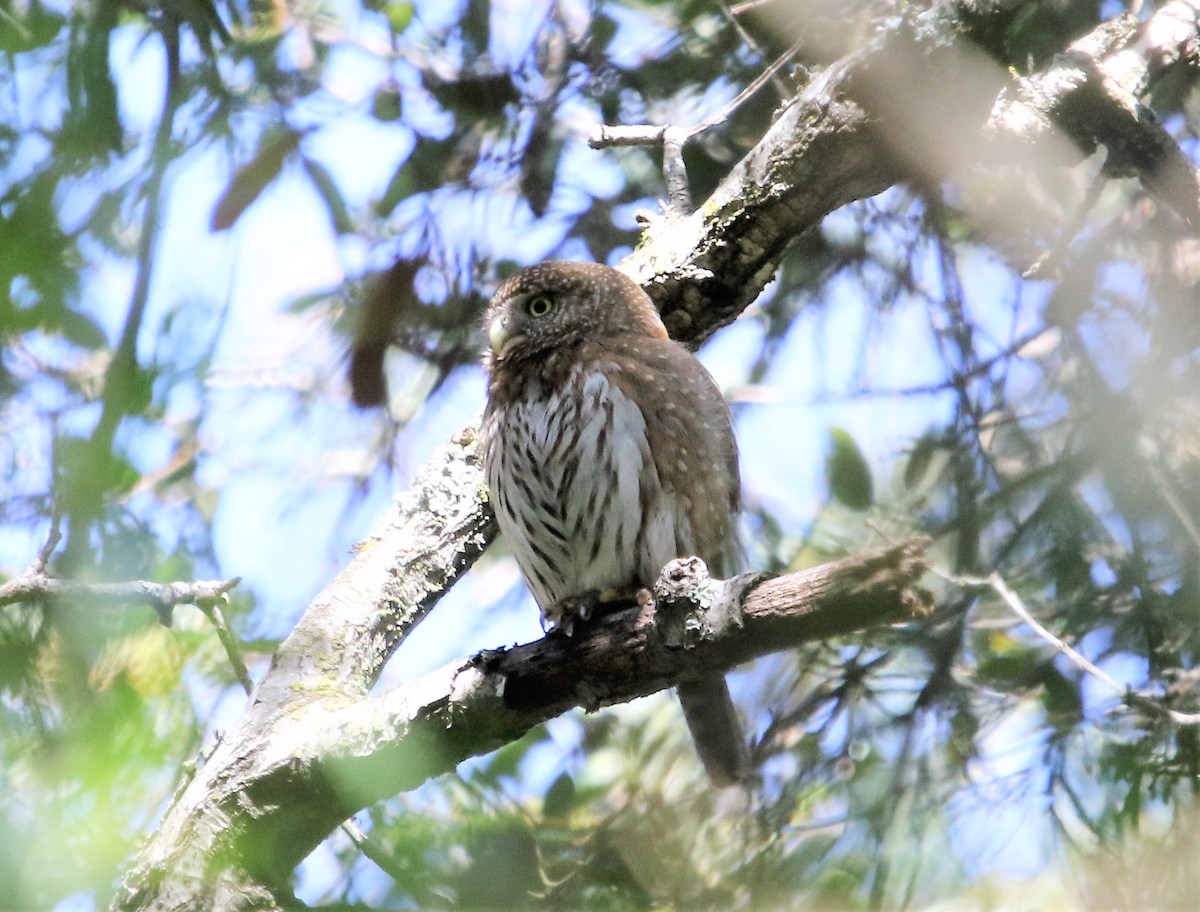 Northern Pygmy-Owl - ML152165331