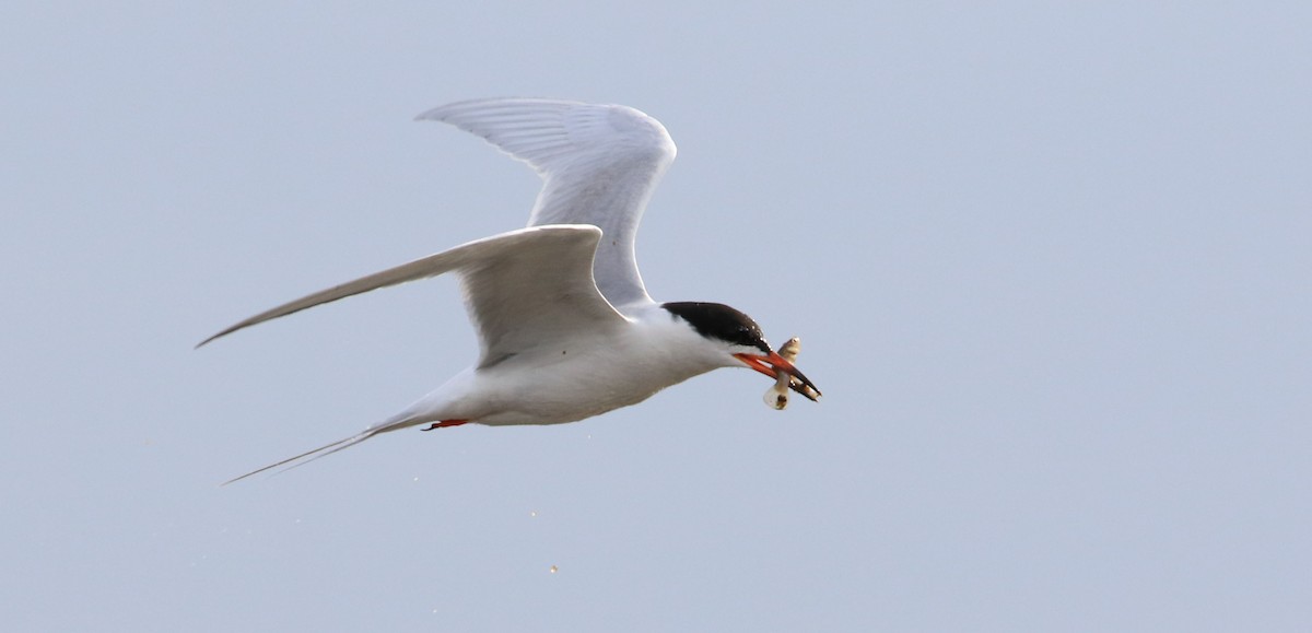 Forster's Tern - Jeff Holmes