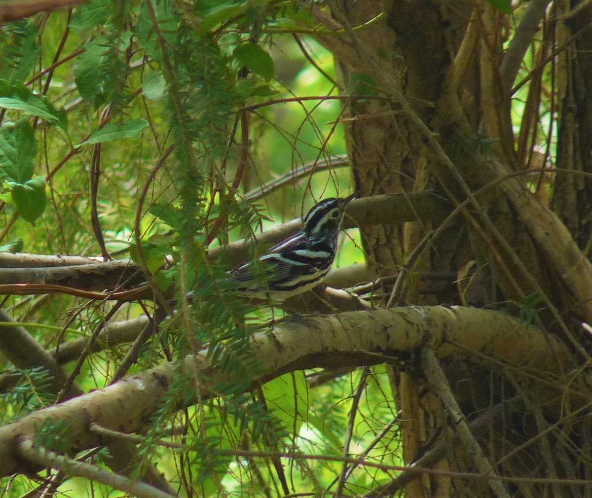Black-and-white Warbler - Cade Campbell