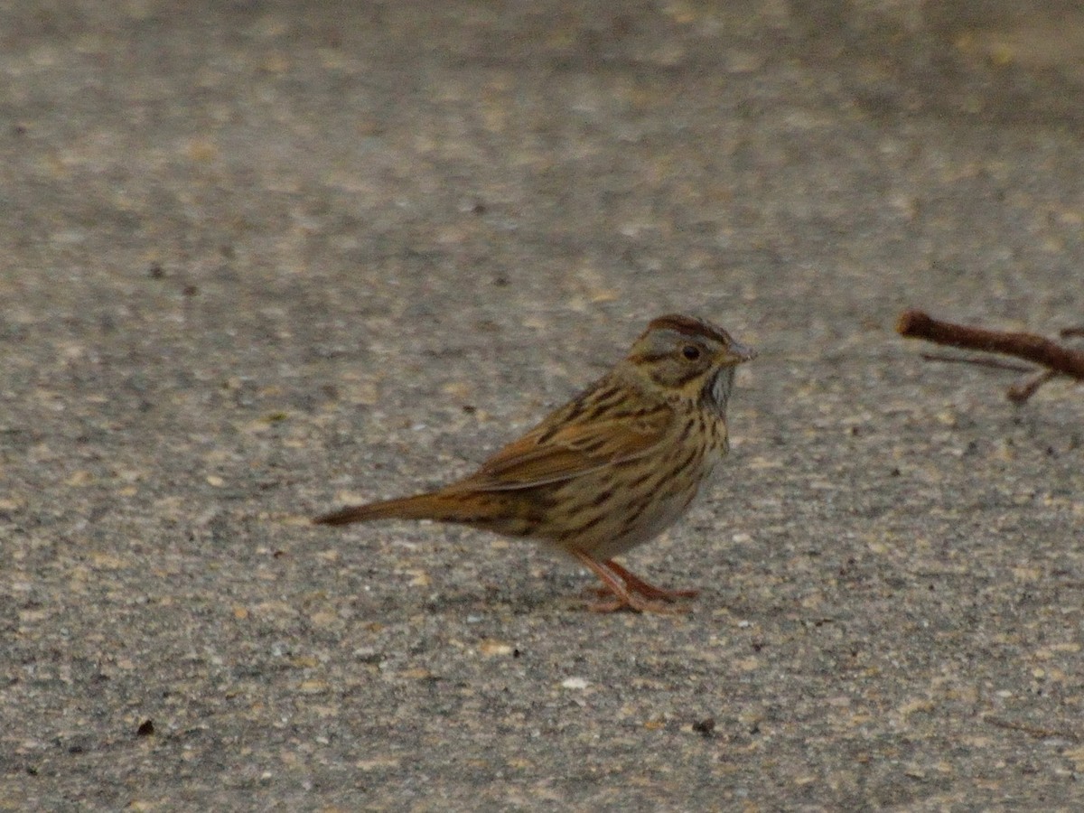 Lincoln's Sparrow - Bente Torvund