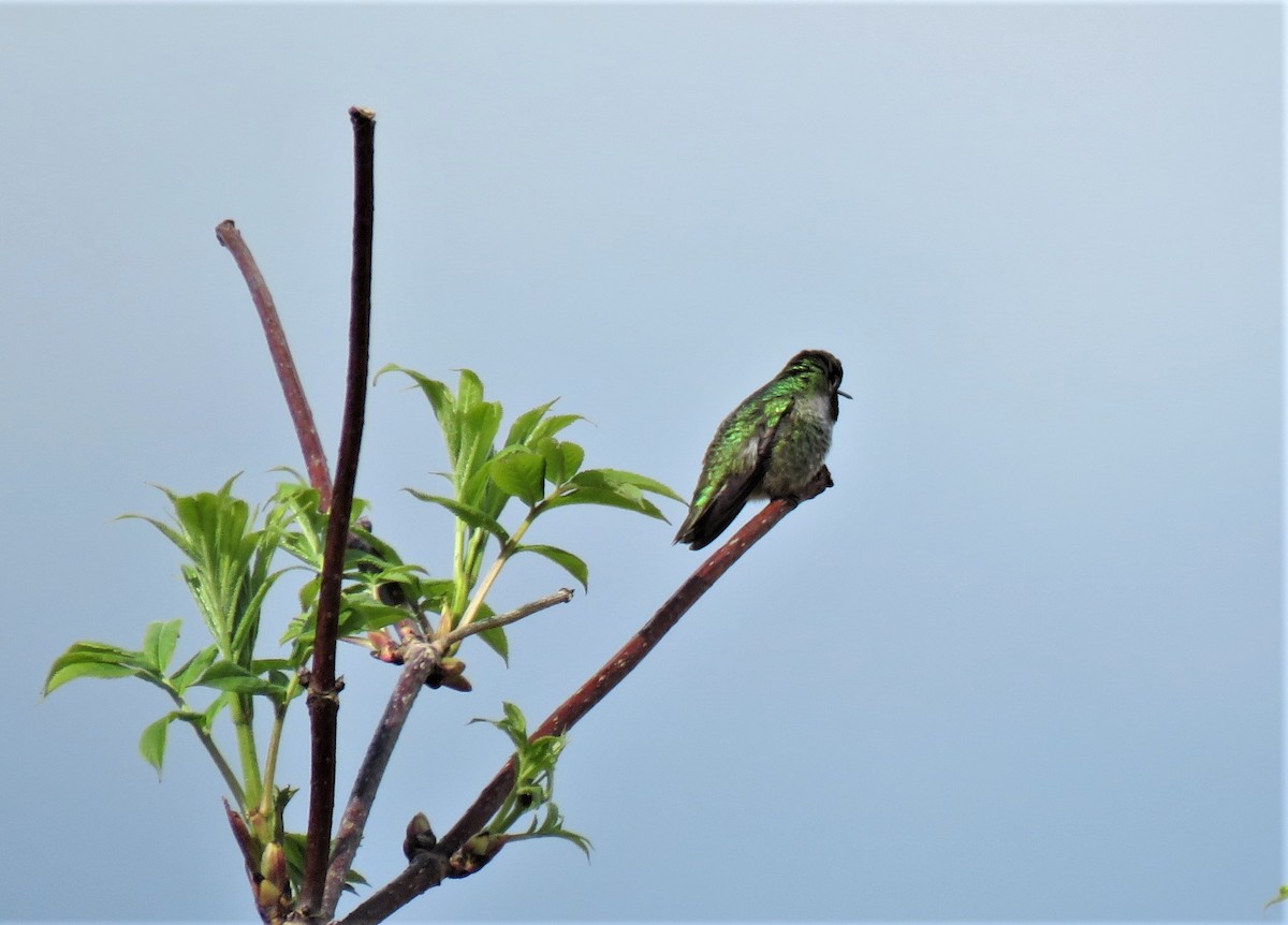 Anna's Hummingbird - ML152167981