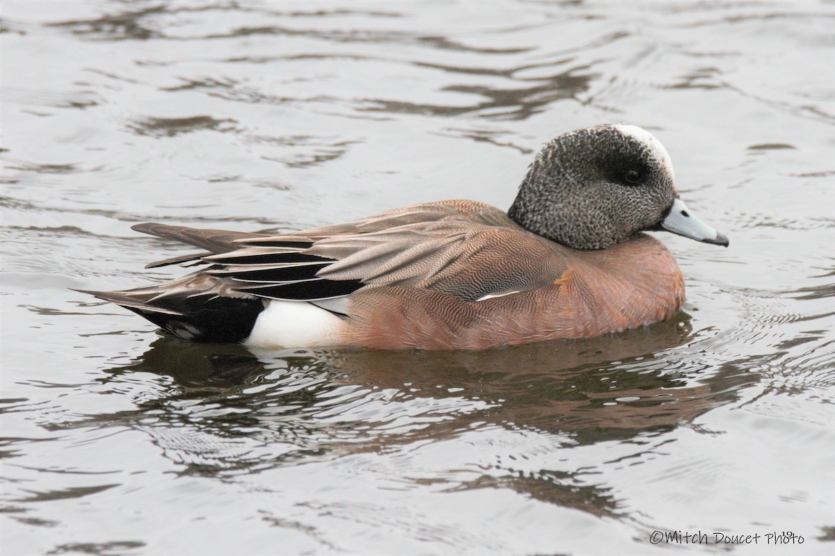 American Wigeon - Mitch (Michel) Doucet