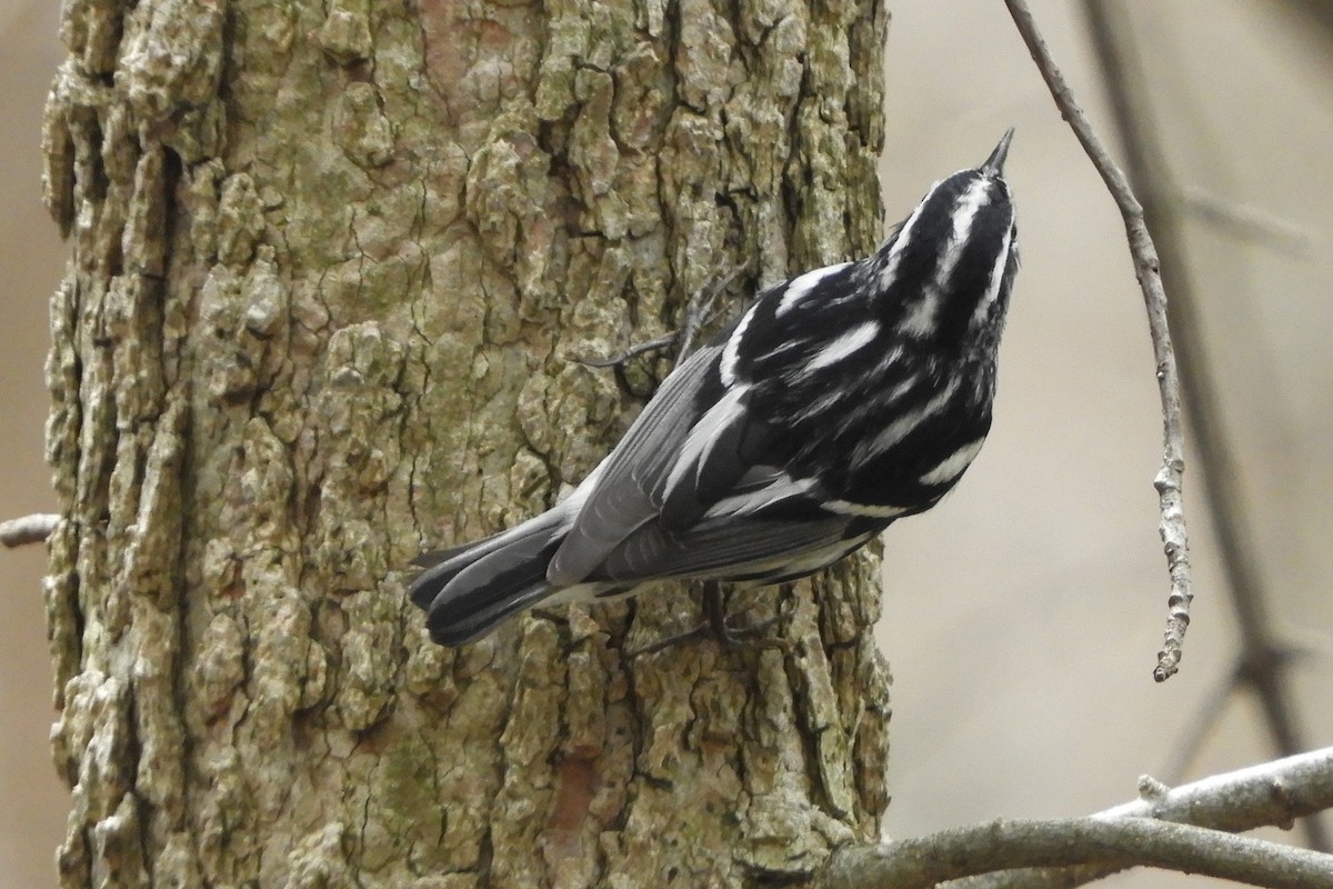 Black-and-white Warbler - ML152170121