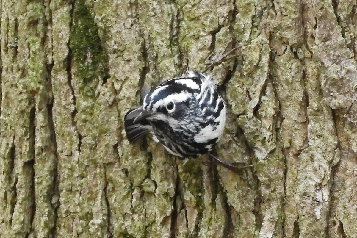 Black-and-white Warbler - ML152170131