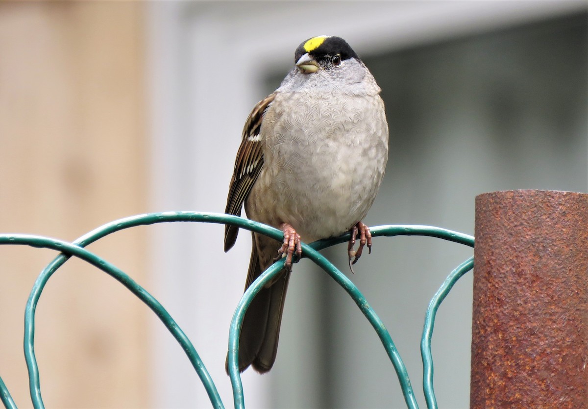 Golden-crowned Sparrow - ML152170461