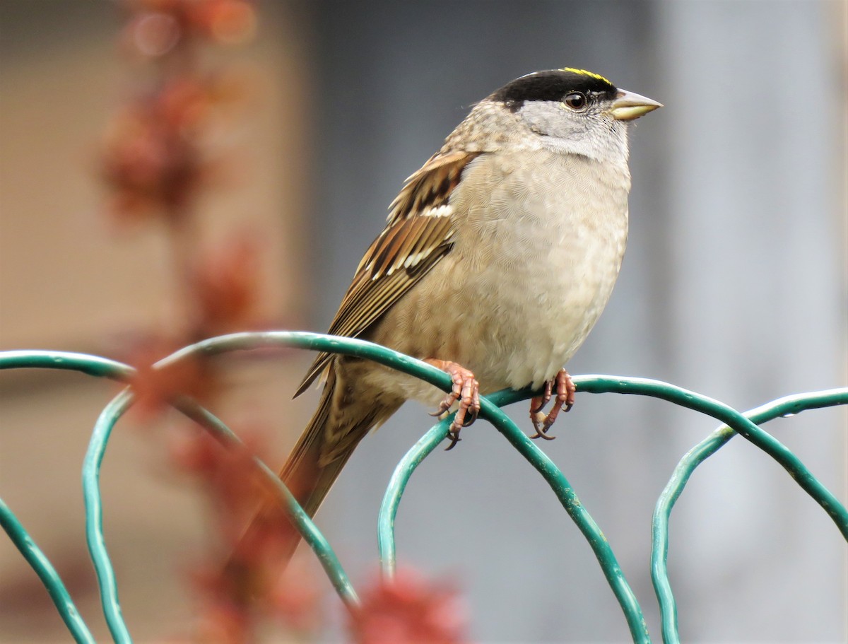 Golden-crowned Sparrow - ML152170471