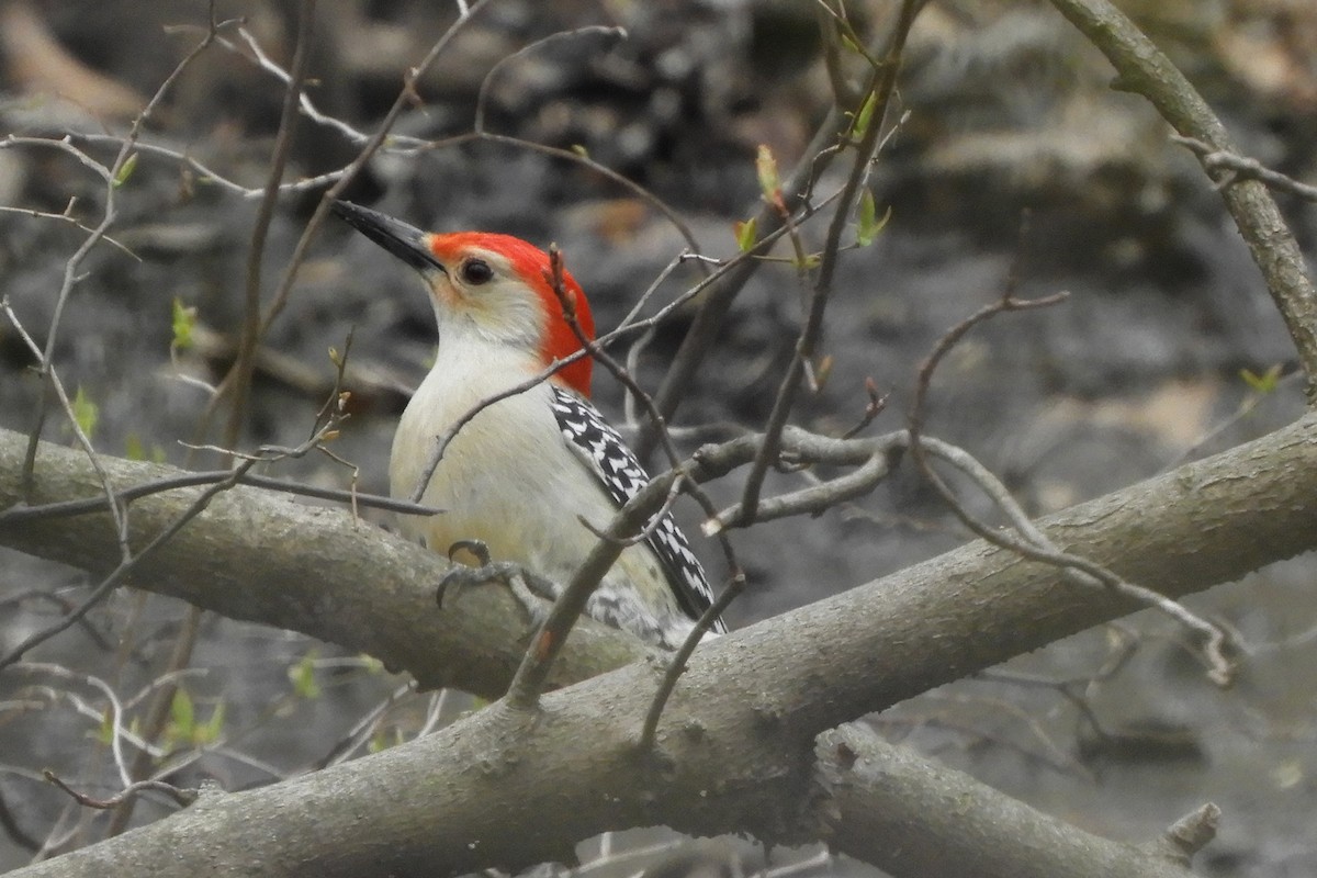Red-bellied Woodpecker - Nancy Tognan