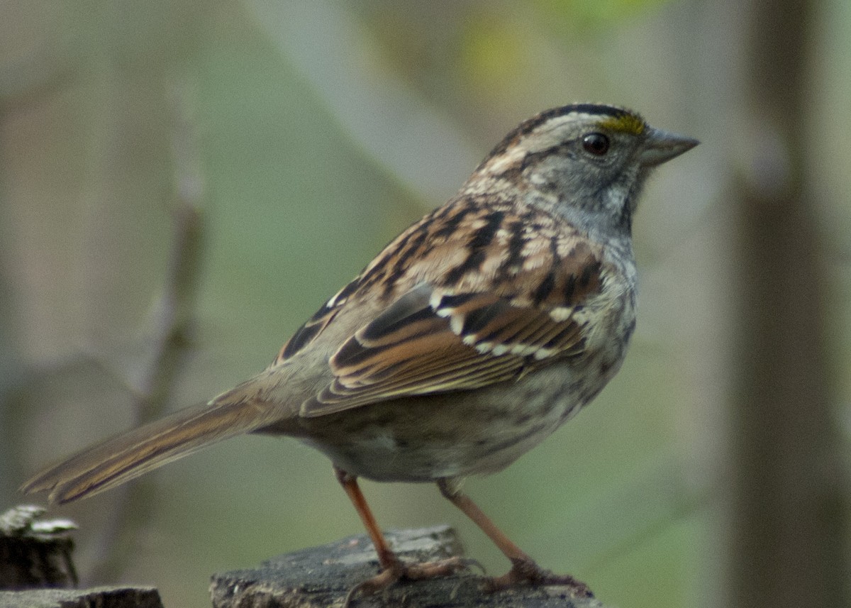 White-throated Sparrow - Jasper Weinberg