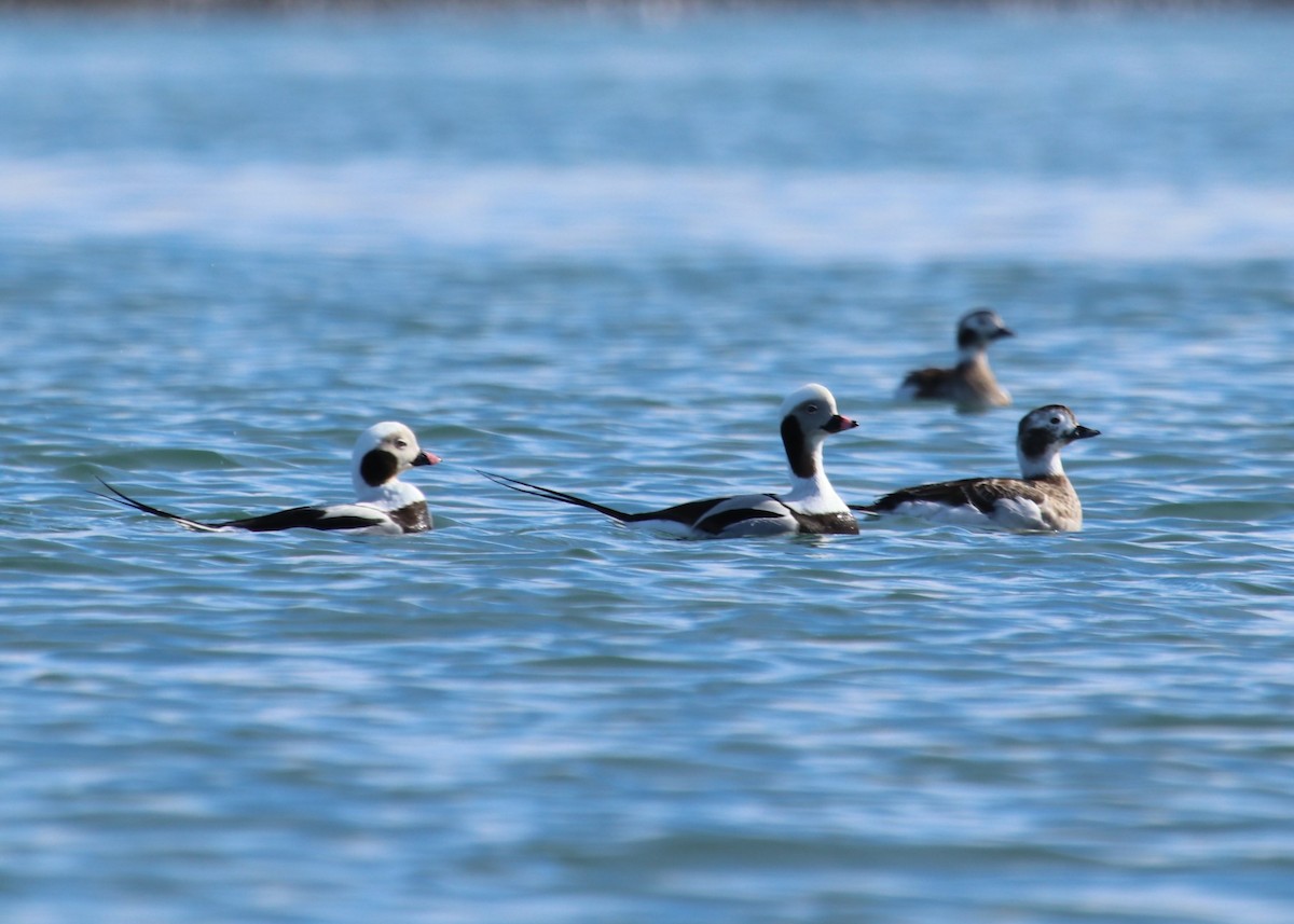 Long-tailed Duck - ML152171881