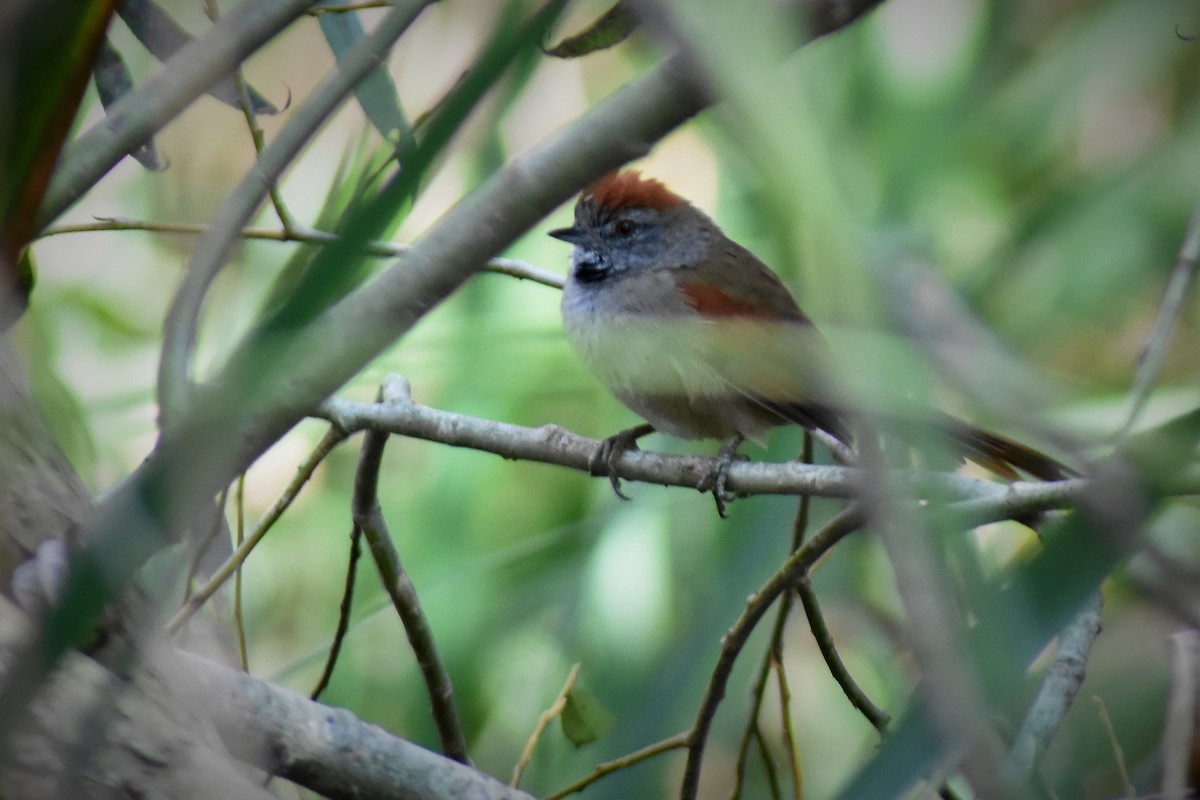 Sooty-fronted Spinetail - ML152172141