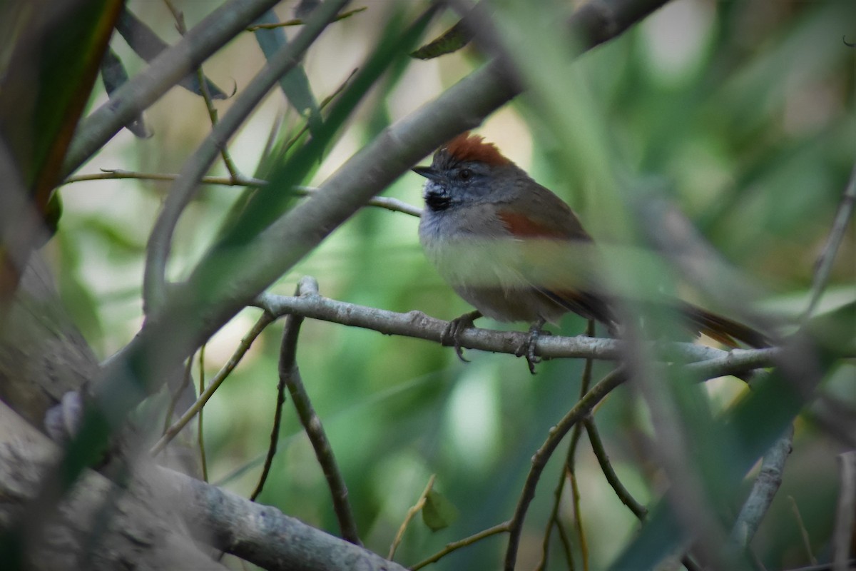 Sooty-fronted Spinetail - ML152172151