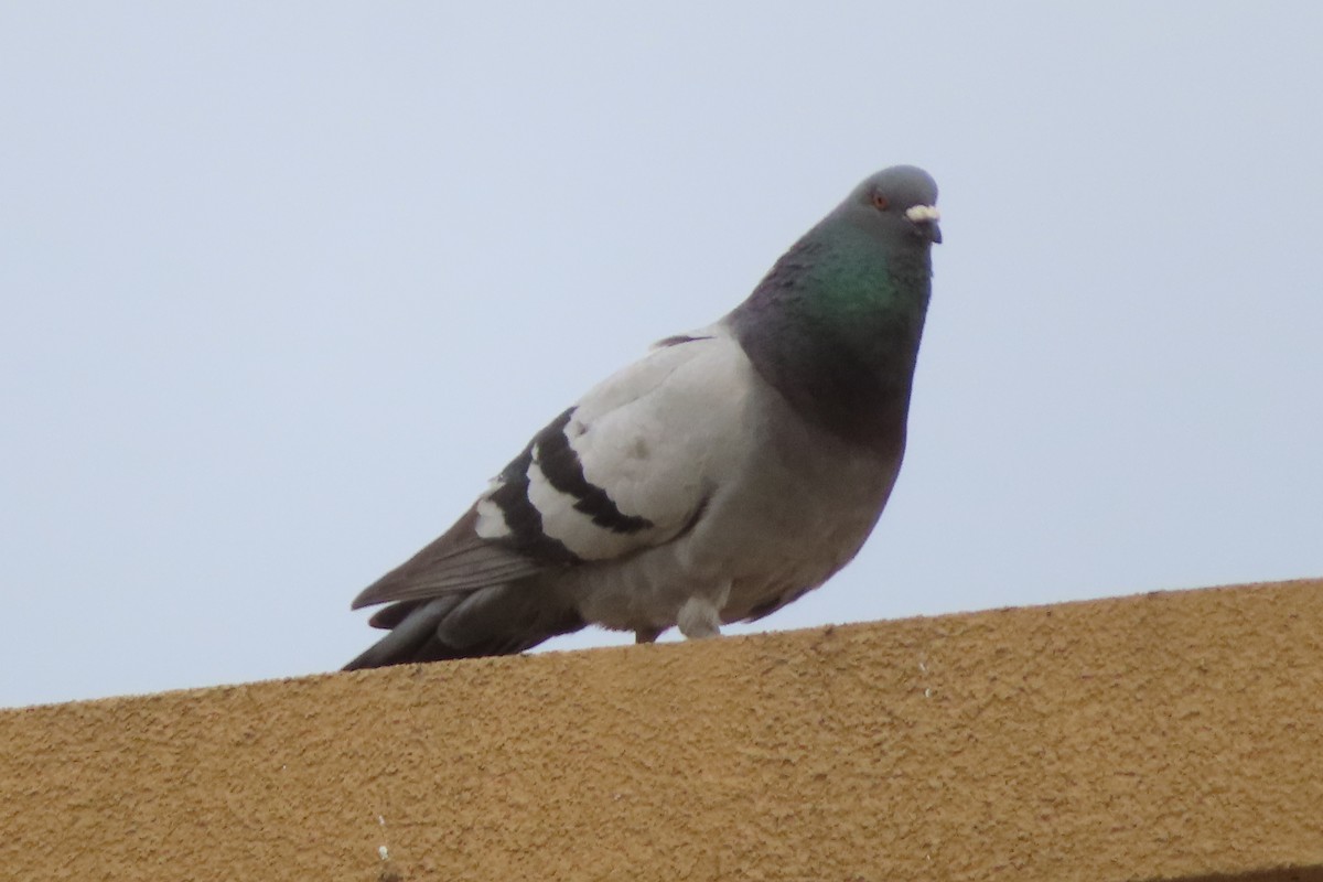 Rock Pigeon (Feral Pigeon) - ML152172881