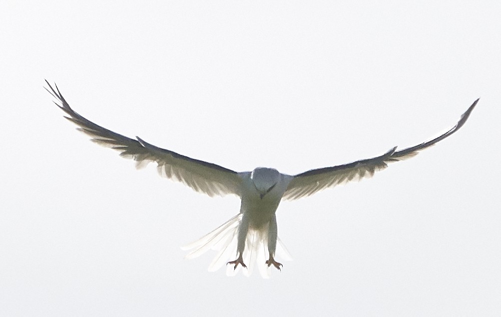 White-tailed Kite - ML152172981