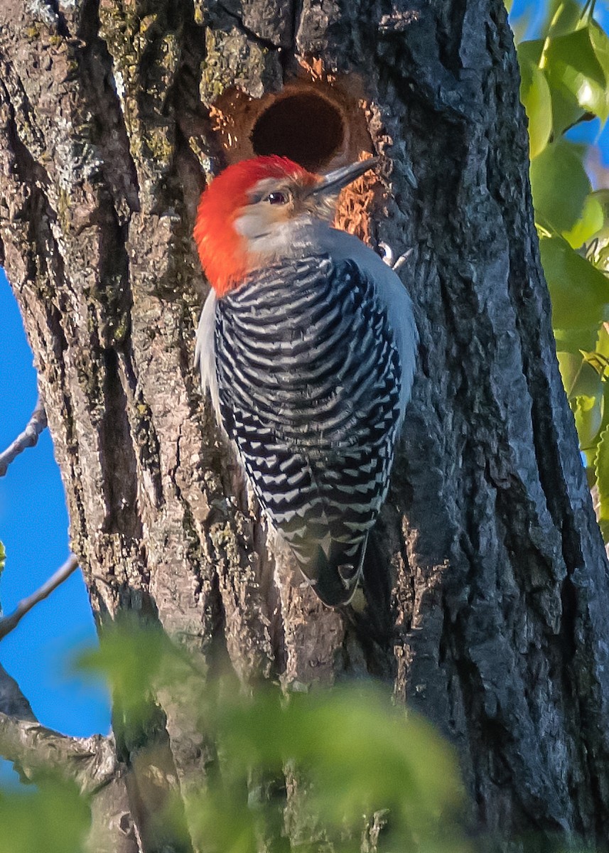 Red-bellied Woodpecker - ML152173011