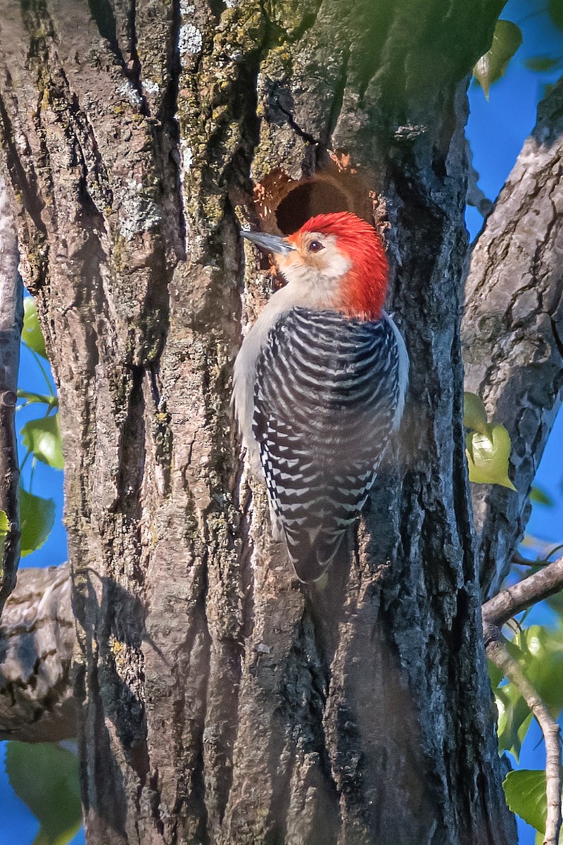 Red-bellied Woodpecker - Rick Wilhoit