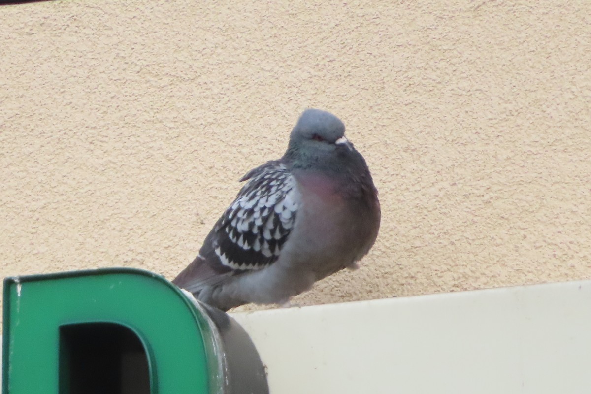 Rock Pigeon (Feral Pigeon) - ML152173141