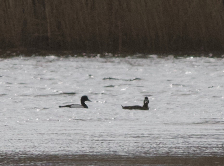 Greater Scaup - John Gluth