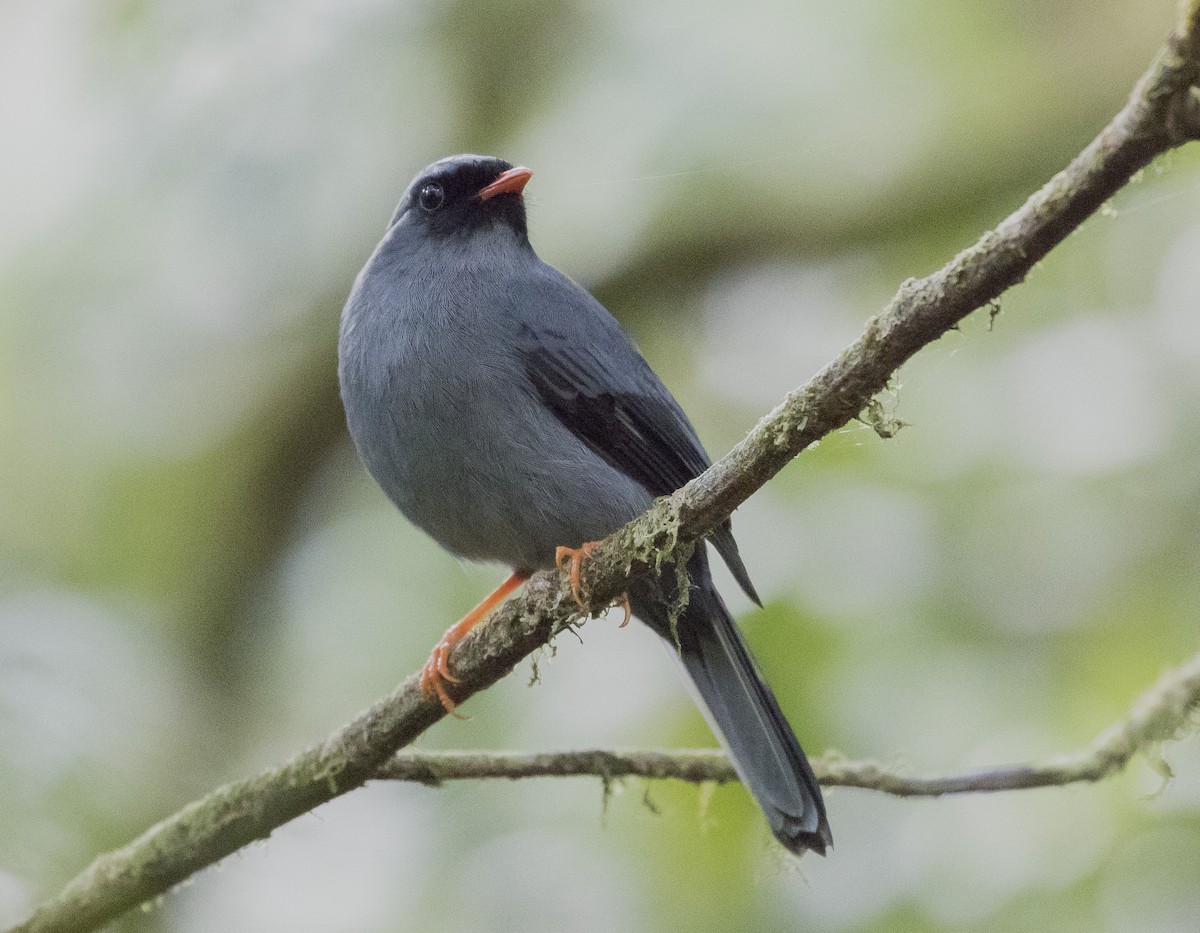 Black-faced Solitaire - ML152173351
