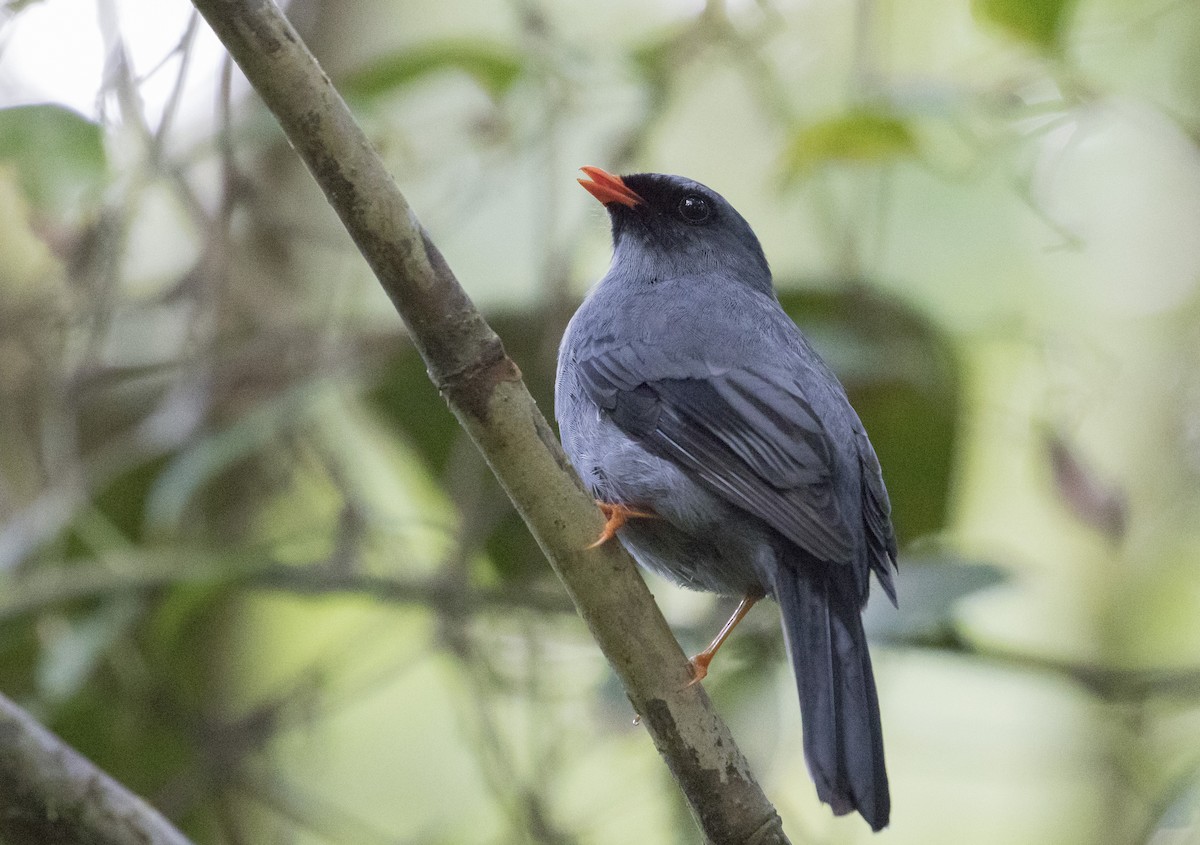 Black-faced Solitaire - ML152173391